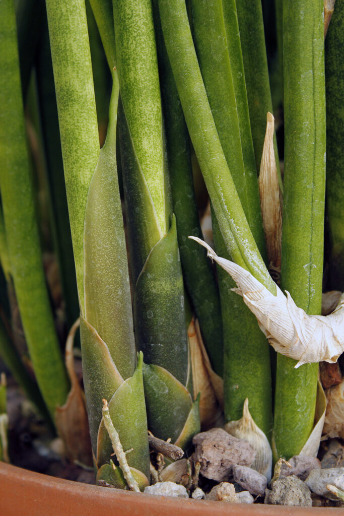 S Bacularis International Sansevieria Society