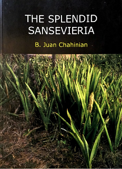 The Splendid Sansevieria