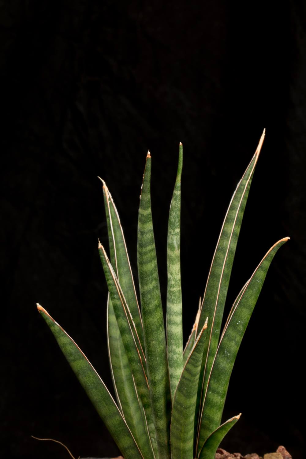 Sansevieria aethiopica Dwarf Klein Karoo