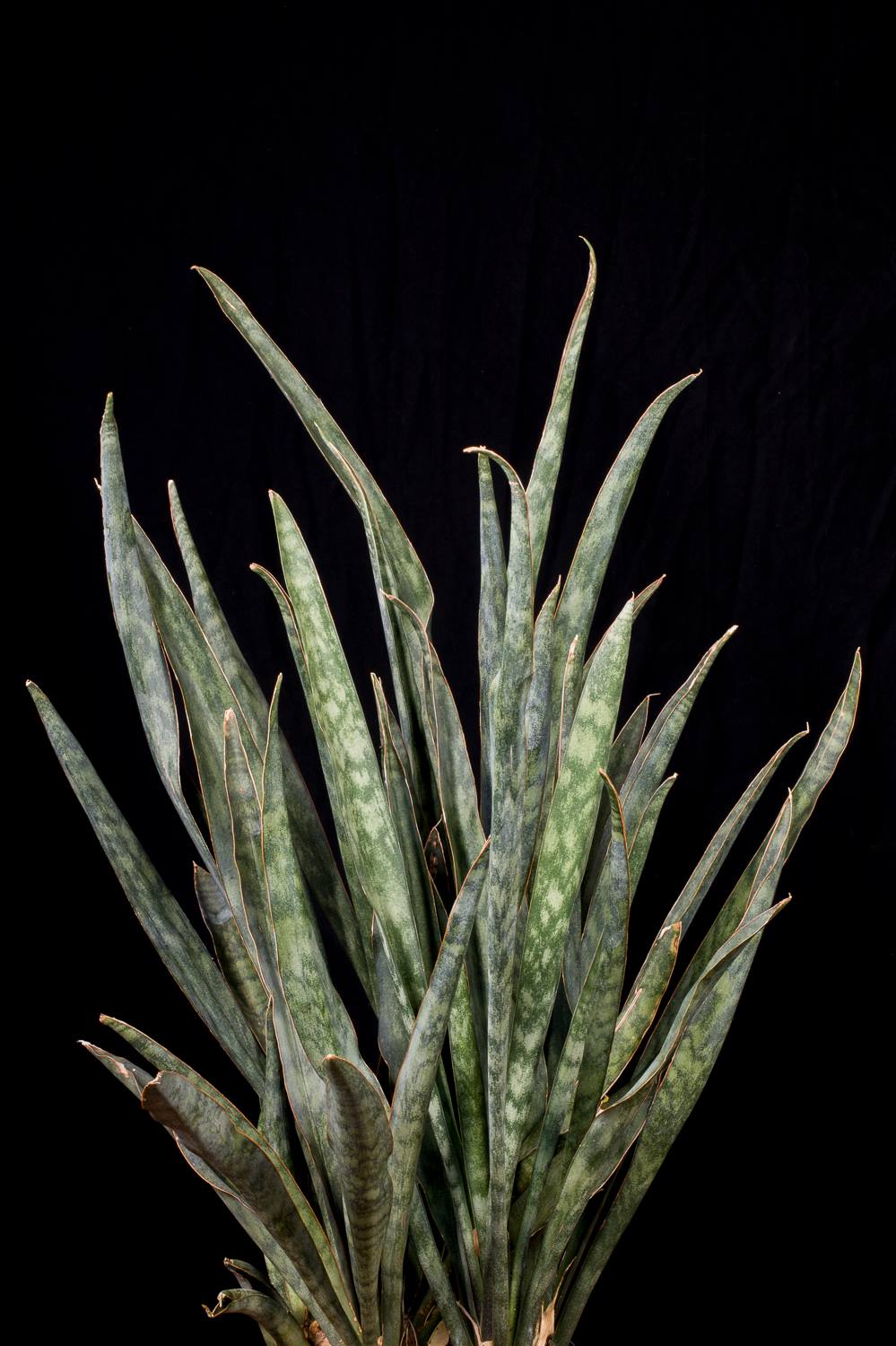 Sansevieria angustifolia