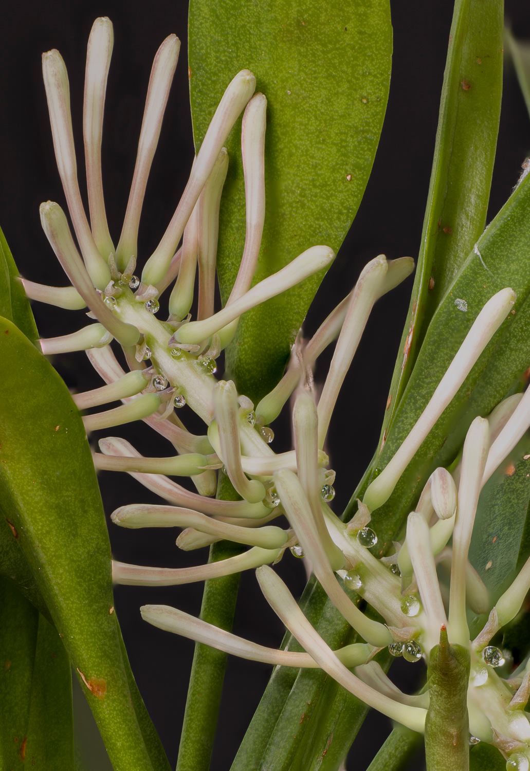 Sansevieria concinna dwarf inflorescence
