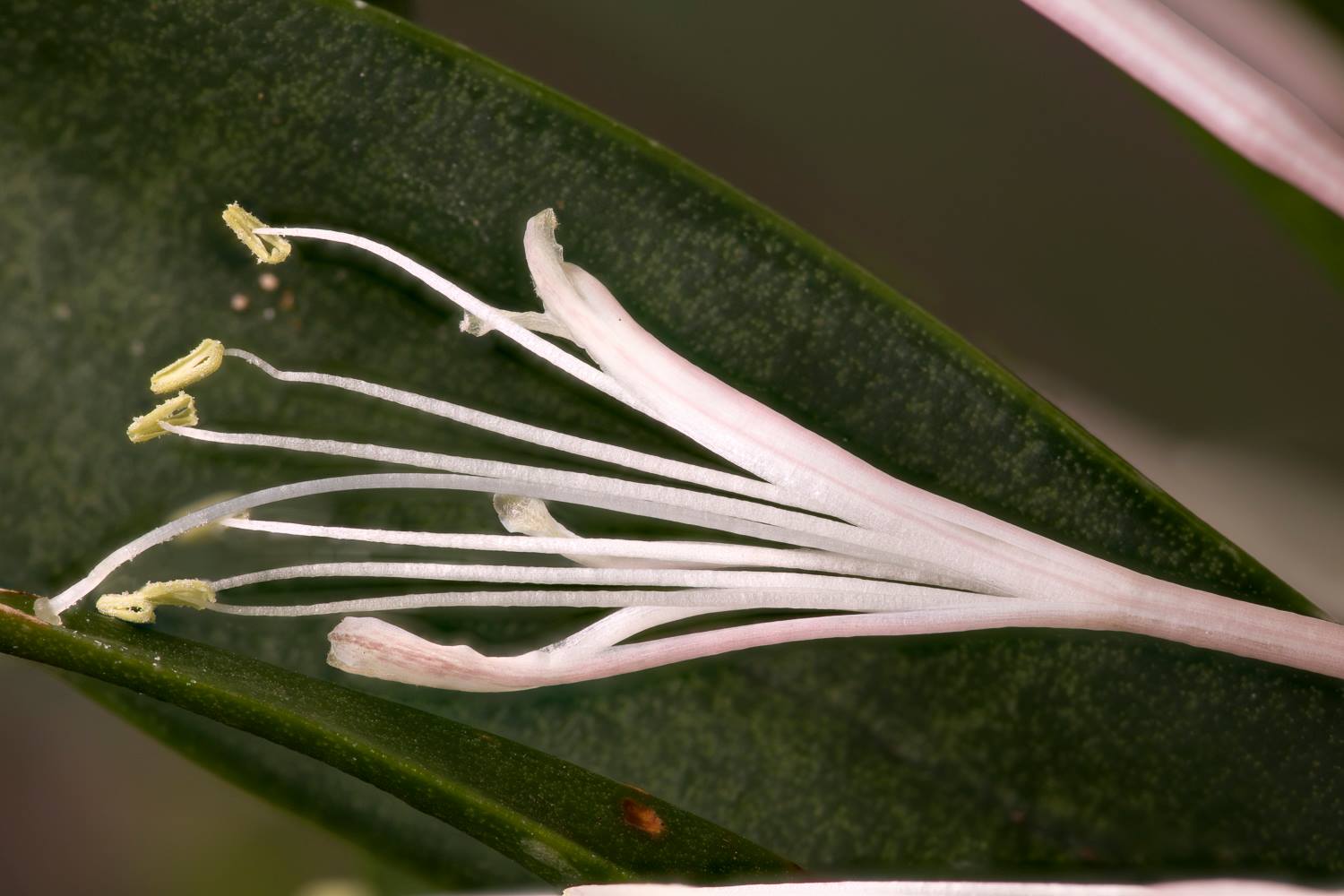 Sansevieria concinna flower