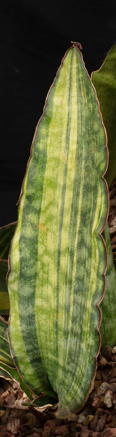 Sansevieria elliptica variegata