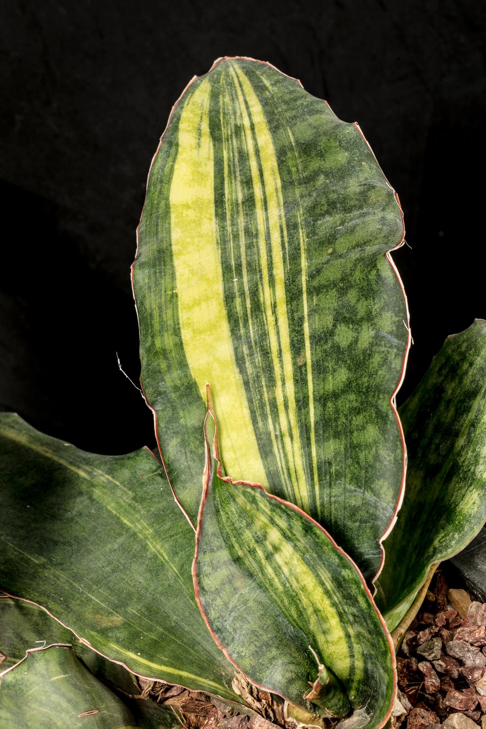 Sansevieria elliptica variegata