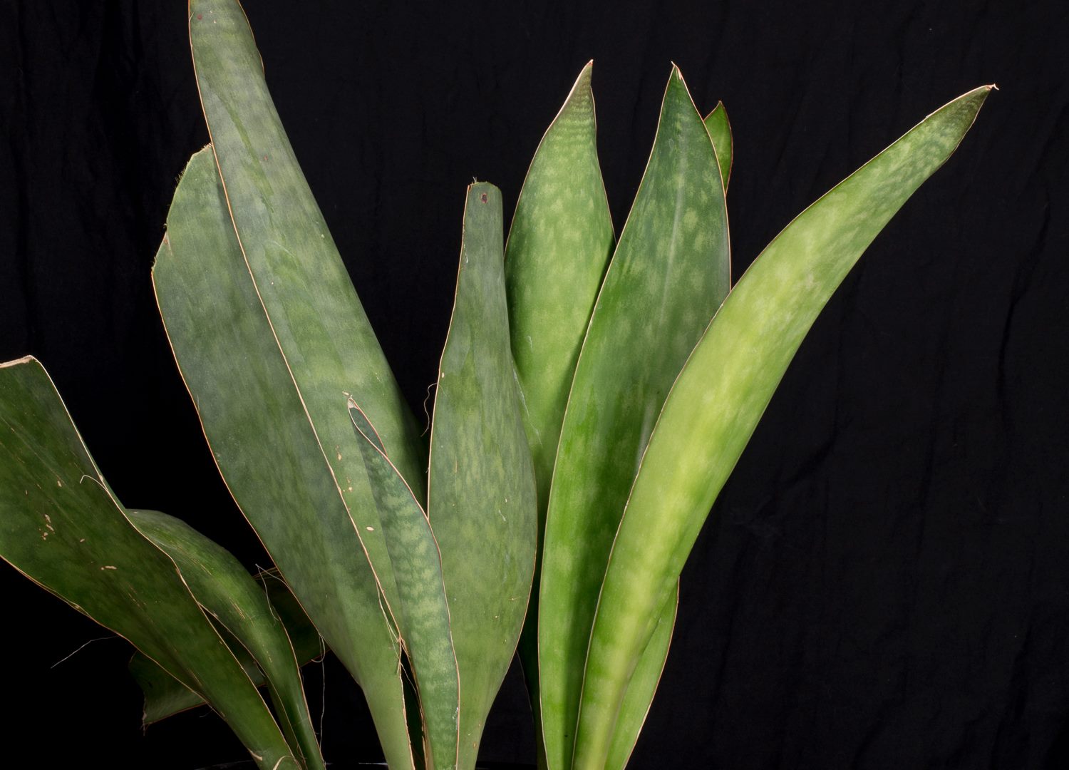 Sansevieria hyacinthoides