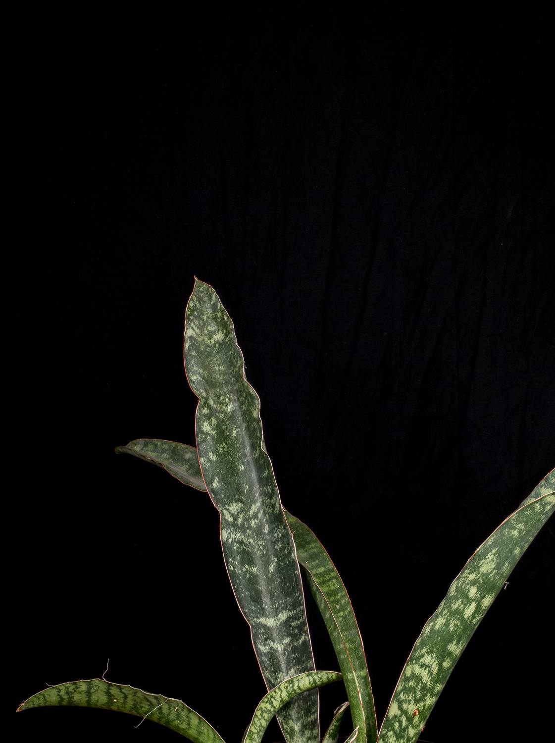 Sansevieria rugosifolia Njare Nanuk Tanzania