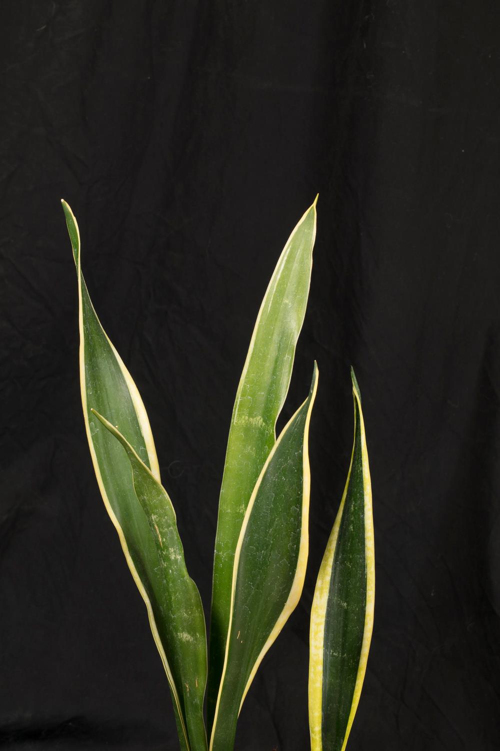 Sansevieria trifasciata cv. Black Gold
