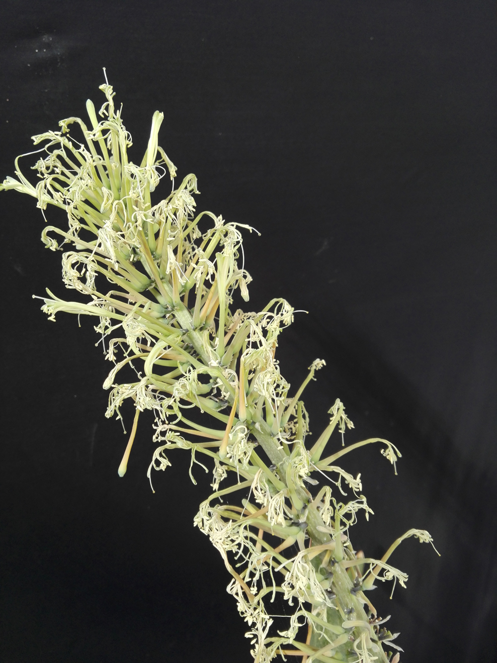 Sansevieria concinna sudwallensis