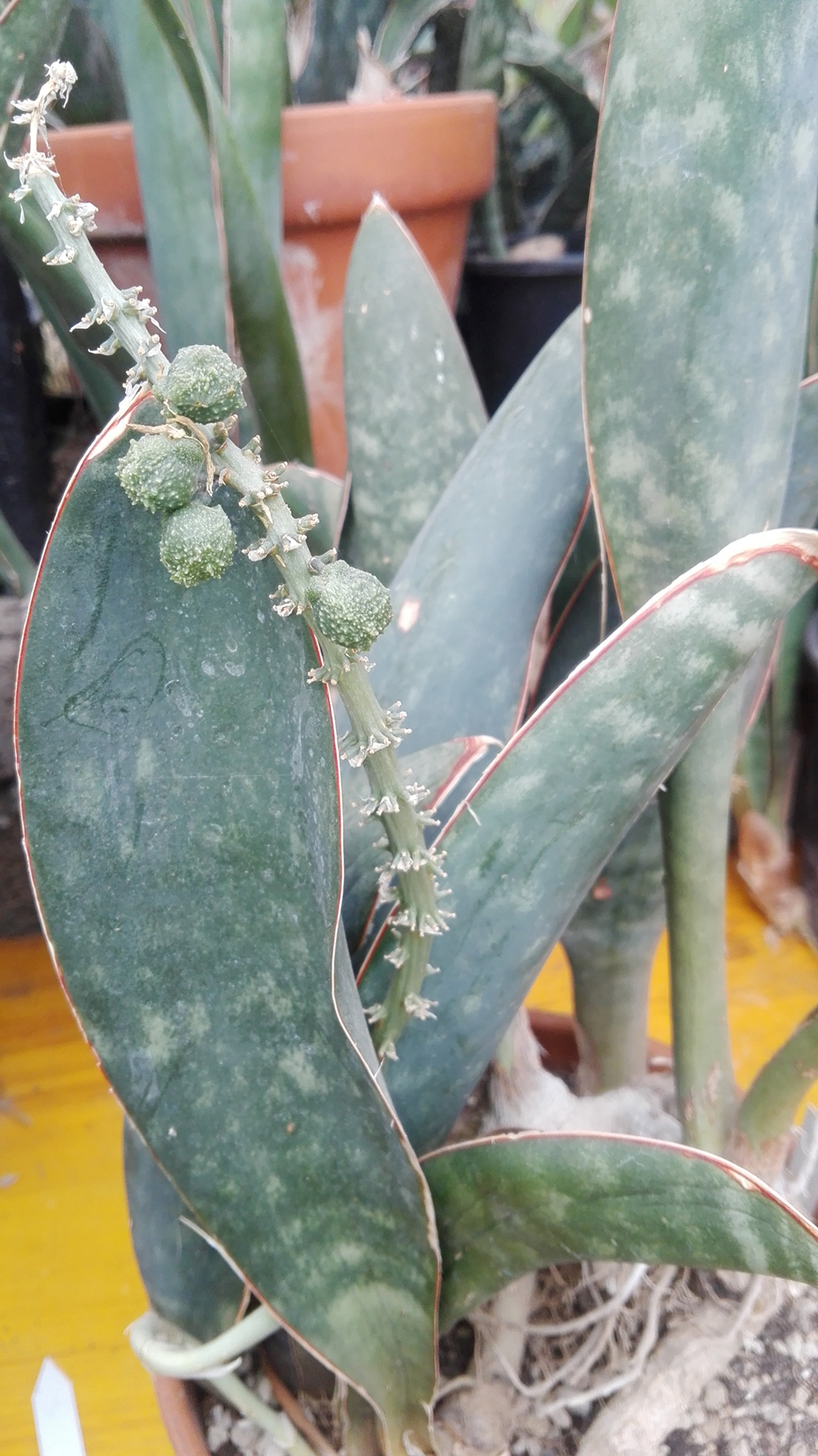 conspicua cactusgarden