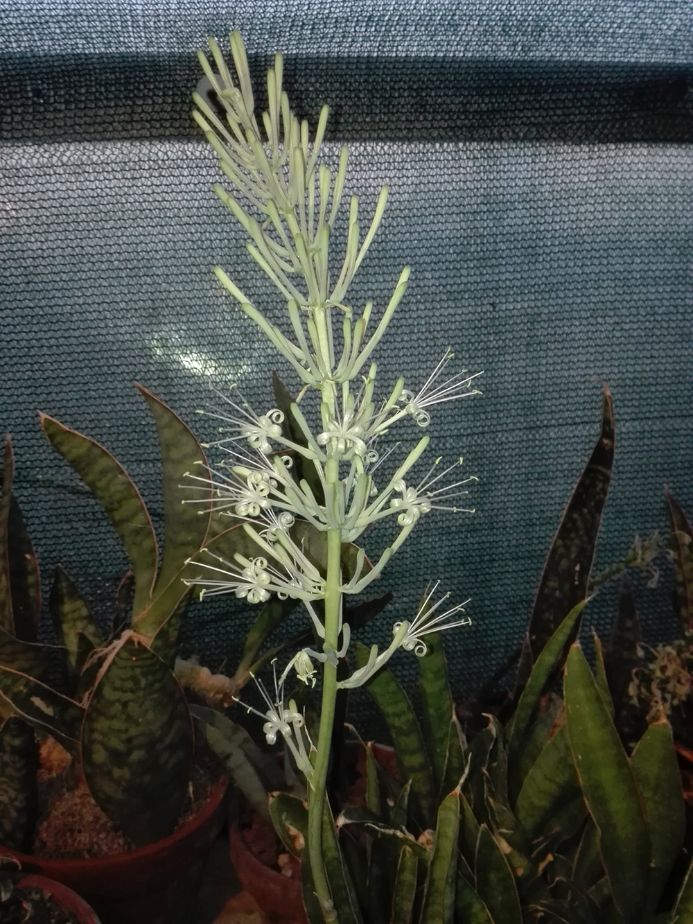 hyacinthoides aethiopica looking