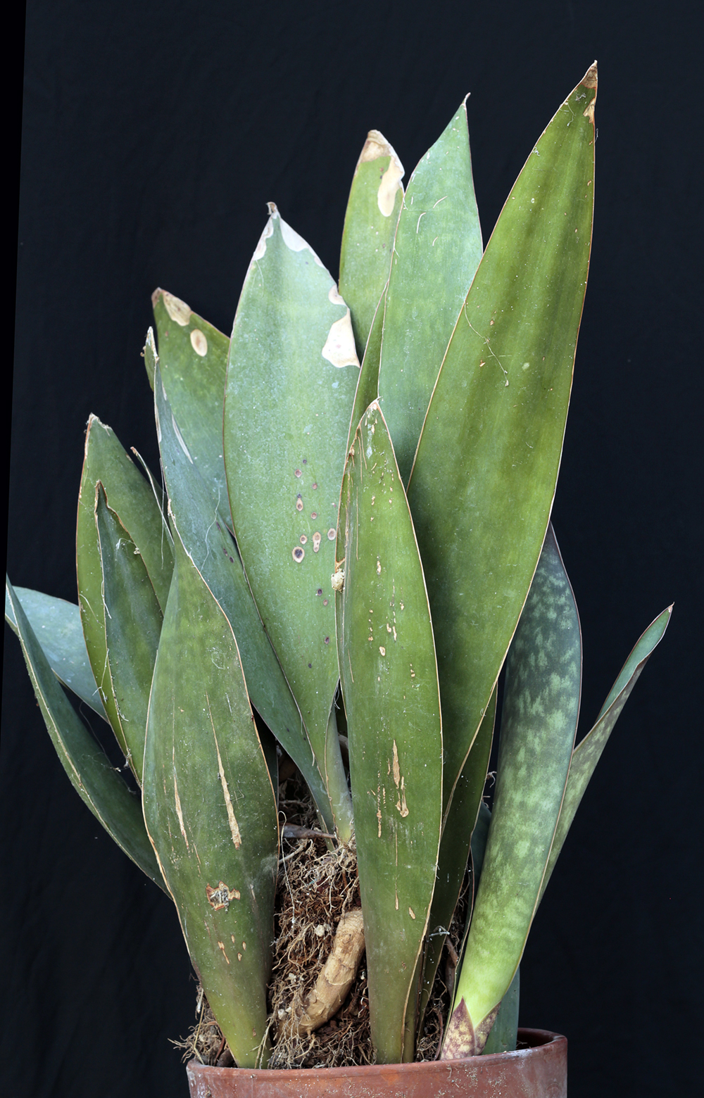 hyacinthoides blue cactusgarden