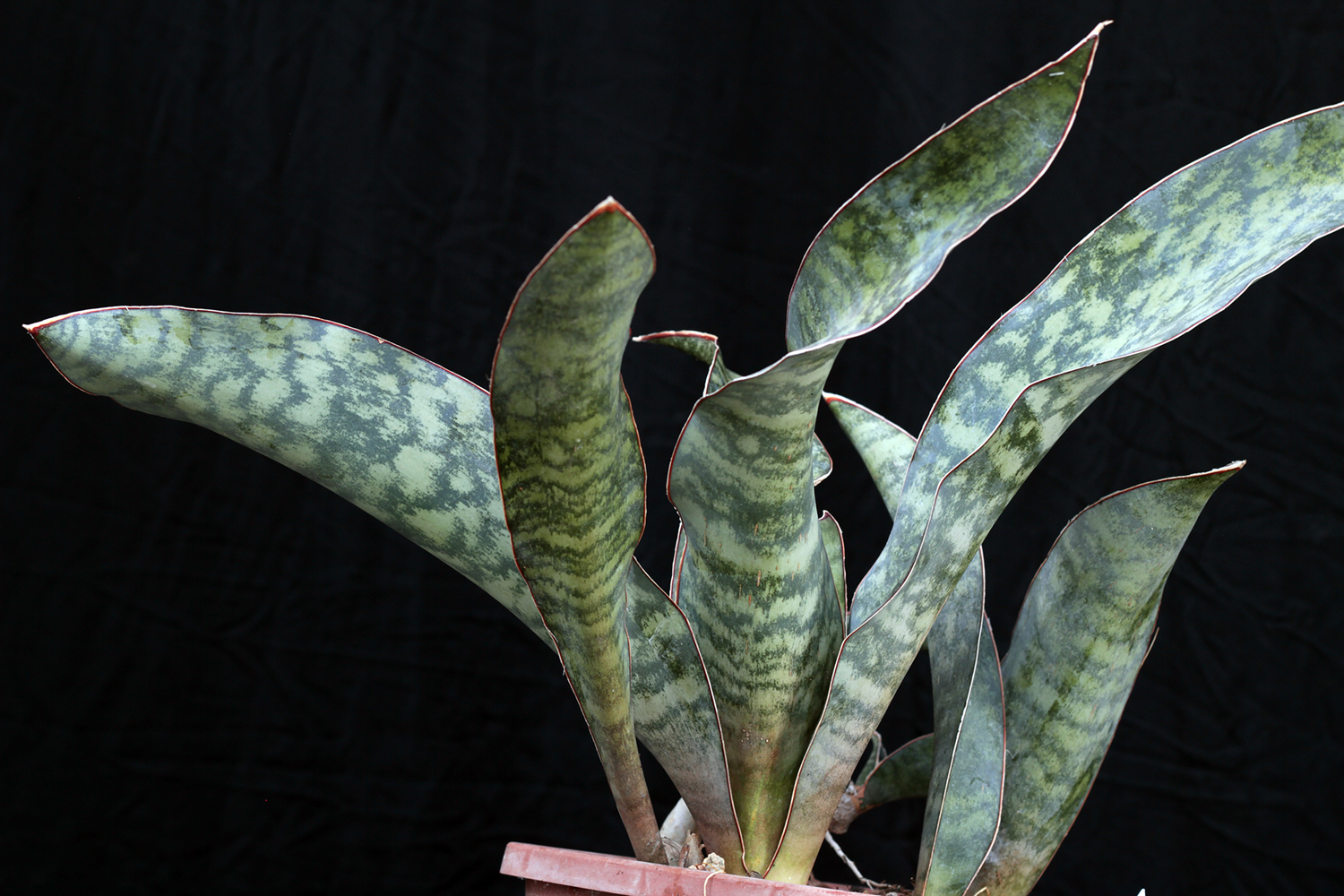hyacinthoides wildseeds clone