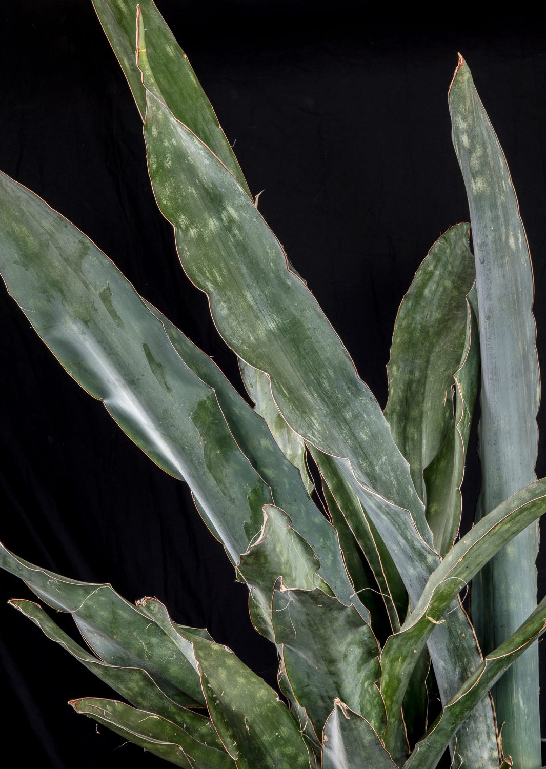 Sansevieria bhitalae Superclone