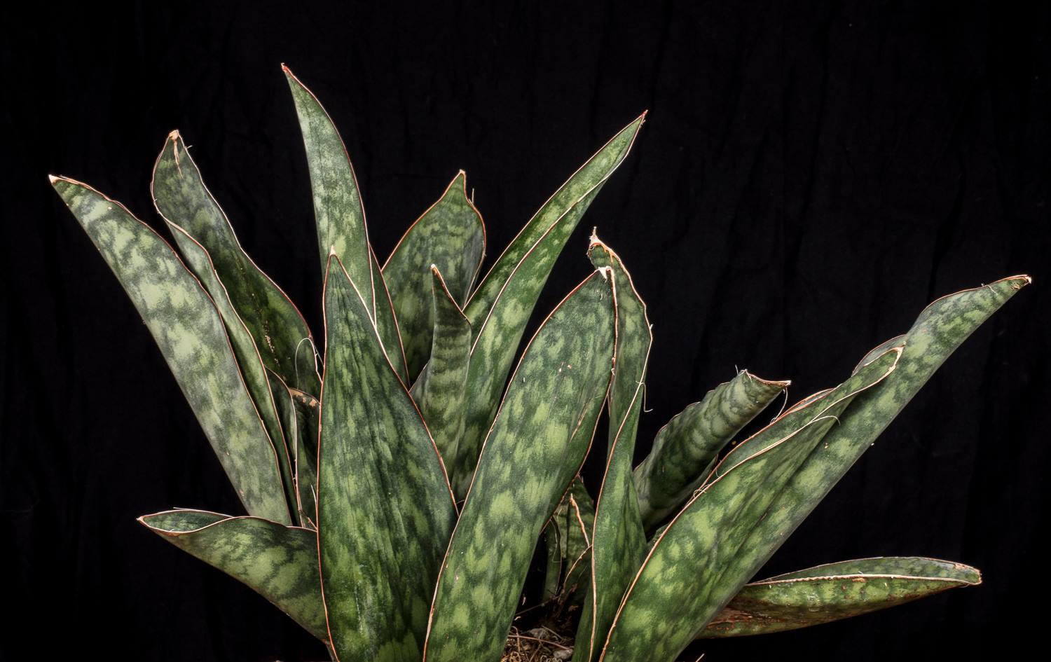 Sansevieria elliptica