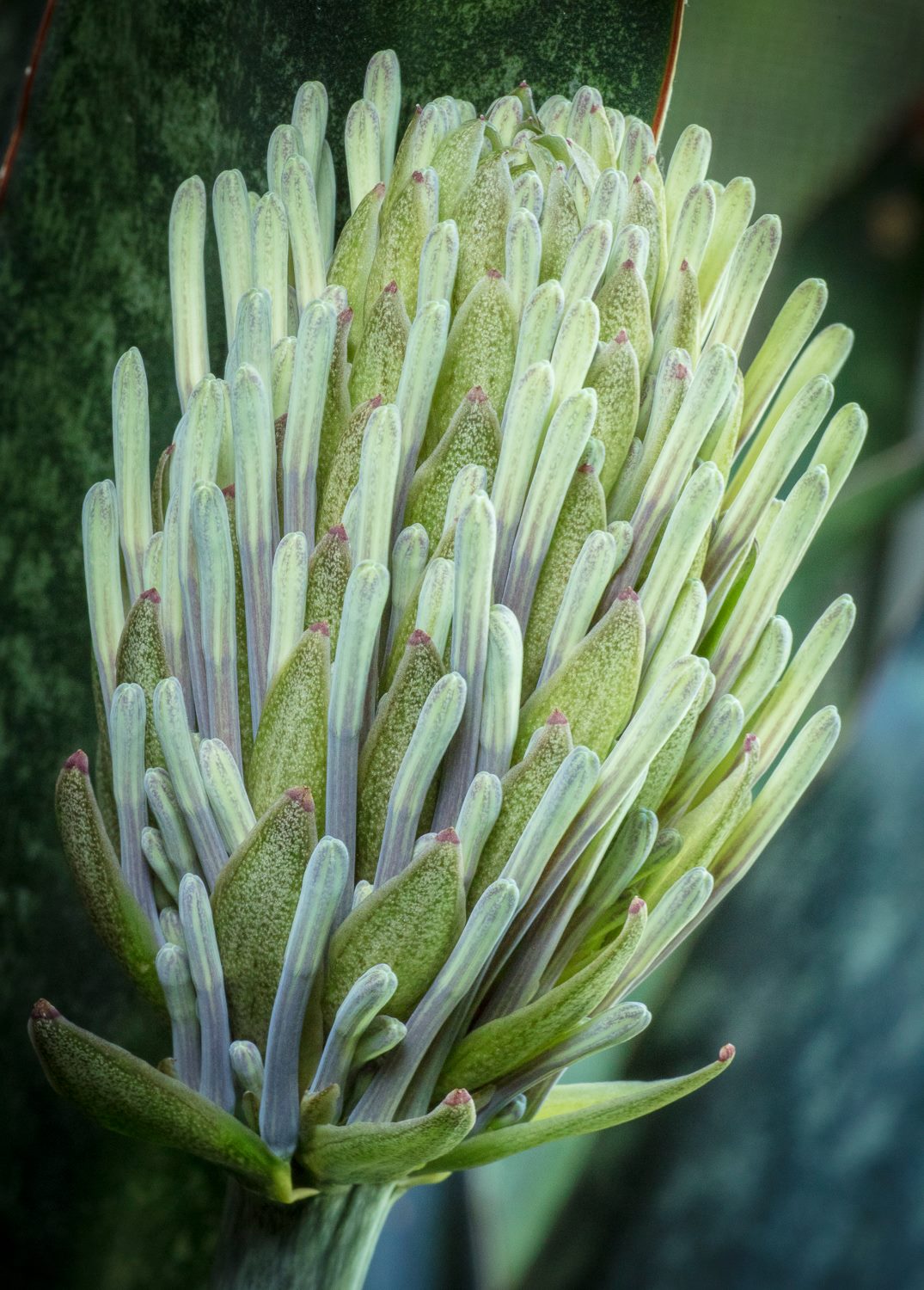 Sansevieria kirkii var. kirkii inflorescence