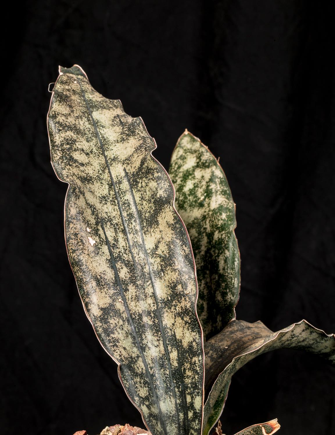 Sansevieria kirkii var. pulchra Coppertone
