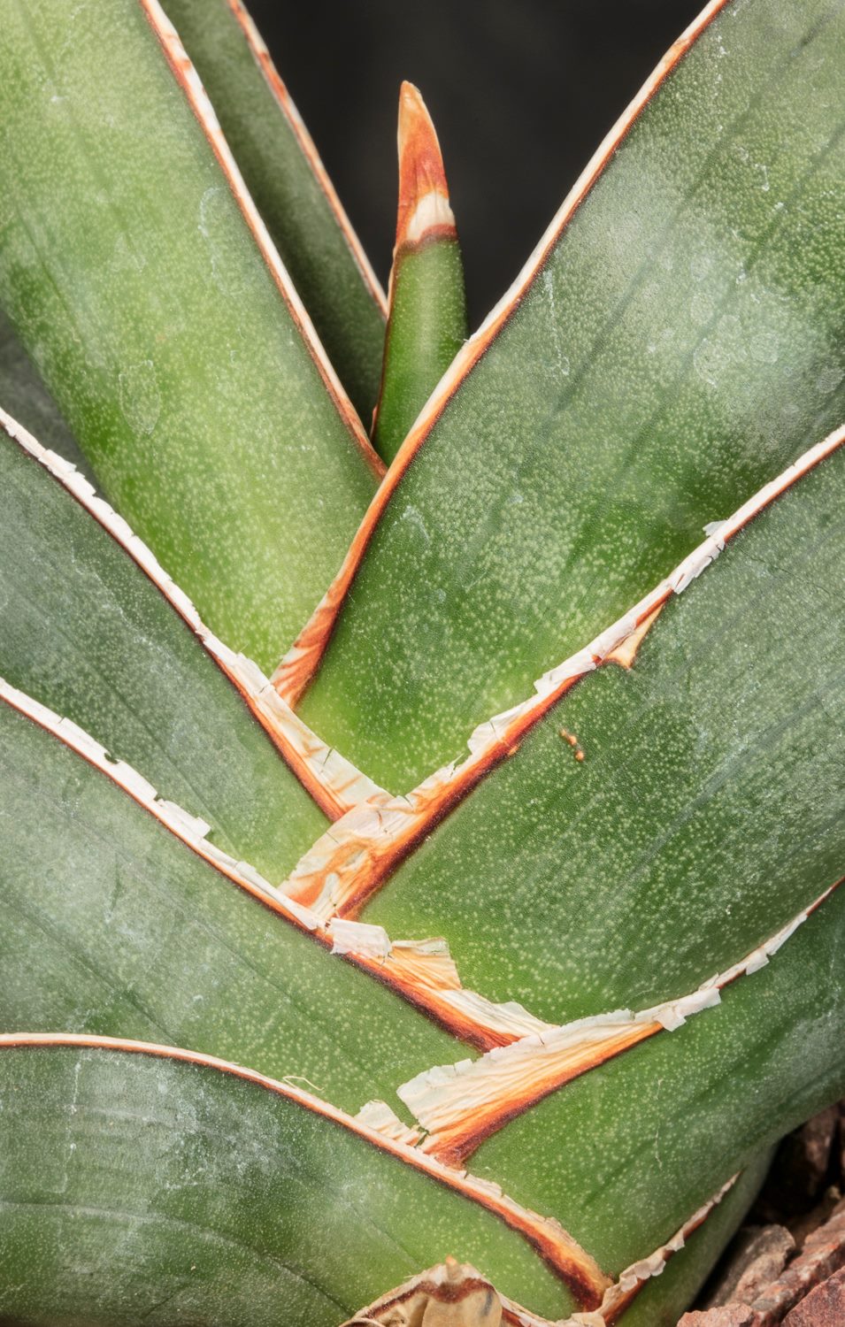 Sansevieria Lavranos Xaskul