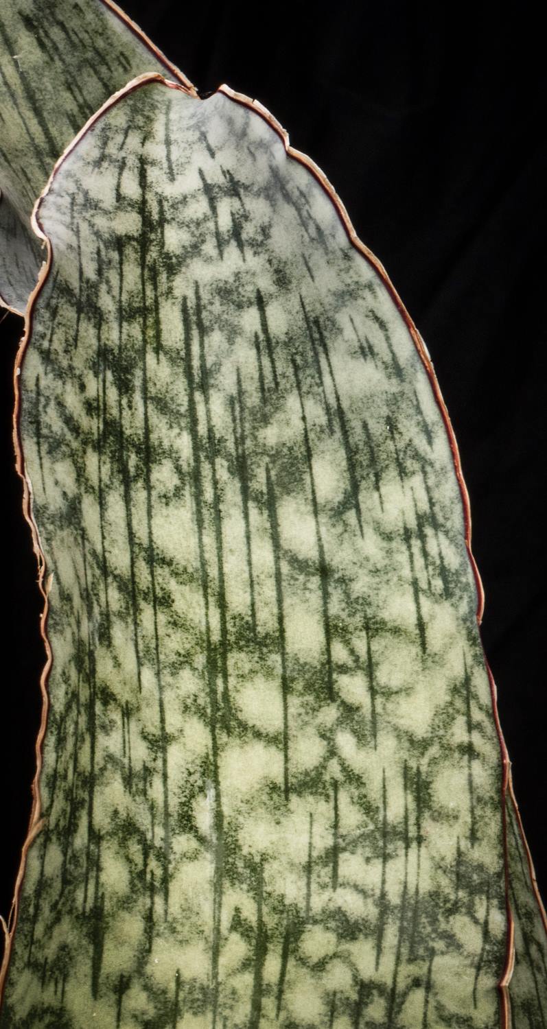 Sansevieria Silver Blue